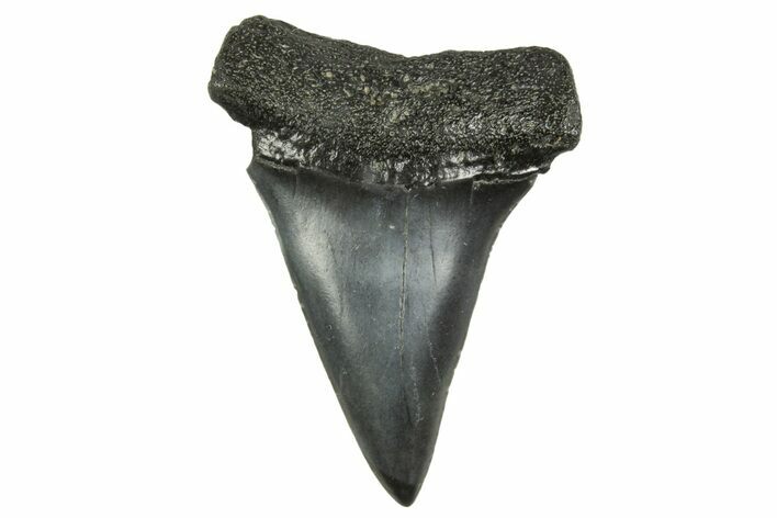 Fossil Broad-Toothed Mako Tooth - South Carolina #368629